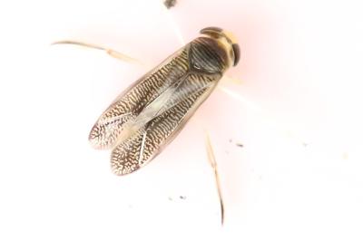<i>Sigara</i>