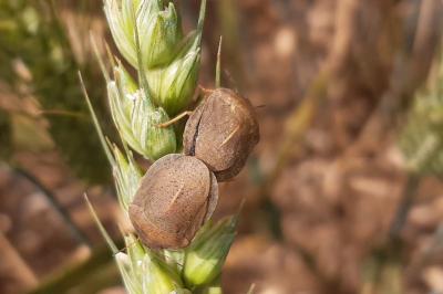<i>Eurygaster</i>