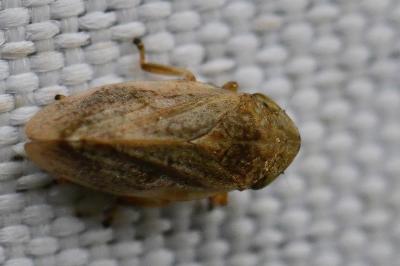 <i>Philaenus spumarius</i>