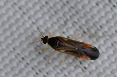 <i>Phylus coryli</i>