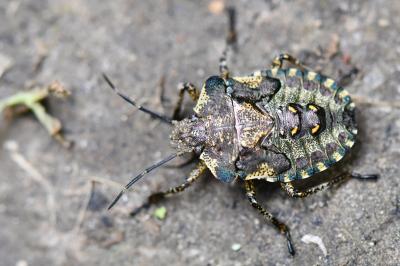 <i>Pentatoma rufipes</i>