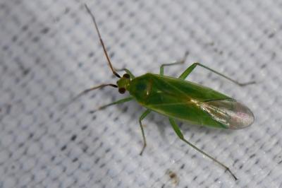 <i>Orthotylus marginalis</i>