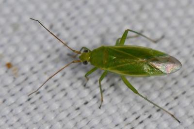<i>Orthotylus marginalis</i>
