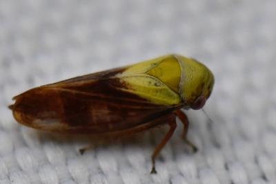 <i>Oncopsis</i>
