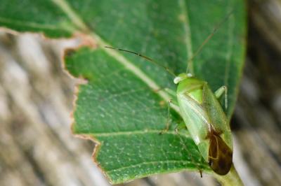 <i>Neolygus contaminatus</i>