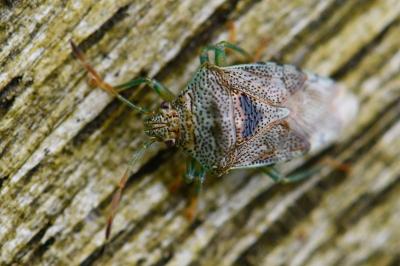 <i>Elasmucha grisea</i>