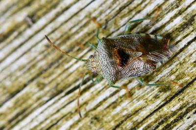 <i>Elasmucha grisea</i>