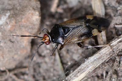 <i>Deraeocoris flavilinea</i>