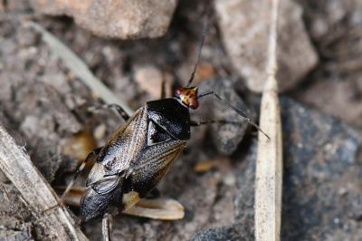 <i>Deraeocoris flavilinea</i>