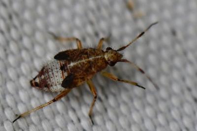 <i>Deraeocoris flavilinea</i>