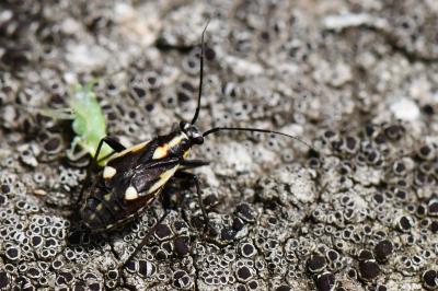 <i>Capsodes sulcatus</i>