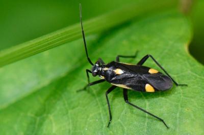 <i>Capsodes sulcatus</i>
