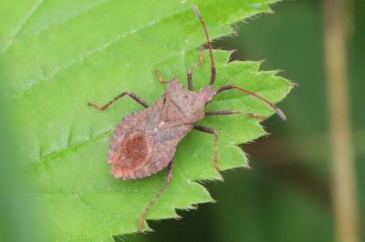 <i>Coreus marginatus</i>