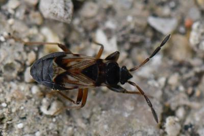 <i>Scolopostethus thomsoni</i>