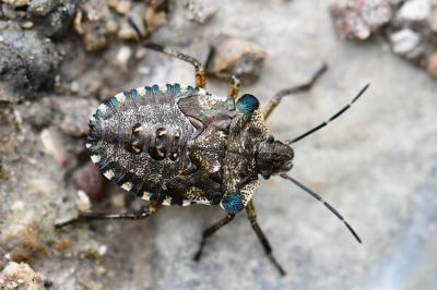 <i>Pentatoma rufipes</i>