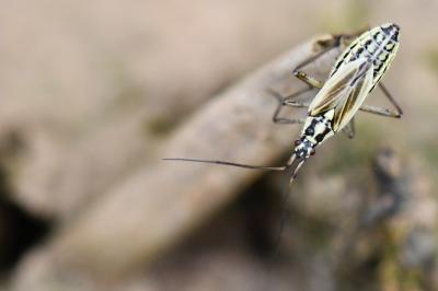 <i>Leptopterna dolabrata</i>
