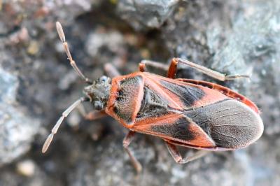 <i>Arocatus roeselii</i>