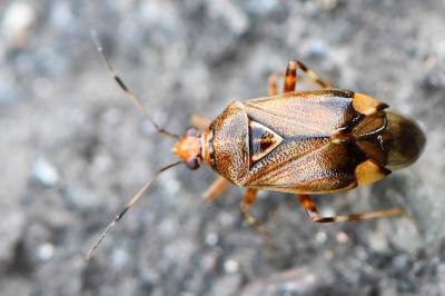 <i>Deraeocoris flavilinea</i>
