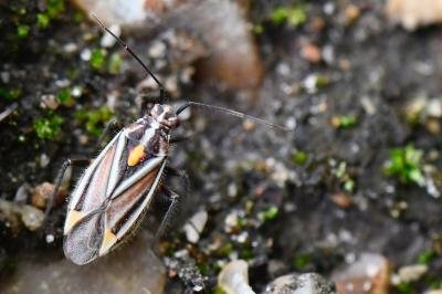 <i>Horistus orientalis</i>