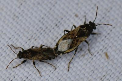 <i>Heterogaster urticae</i>