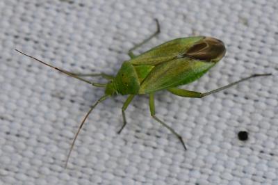 <i>Closterotomus norwegicus</i>