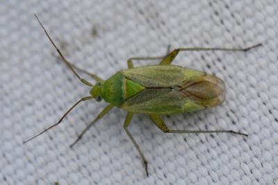 <i>Closterotomus norwegicus</i>