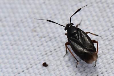 <i>Capsus ater</i>