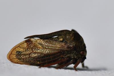 <i>Centrotus cornutus</i>