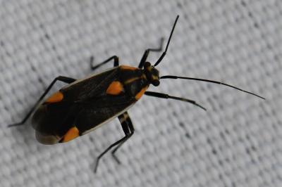 <i>Capsodes flavomarginatus</i>
