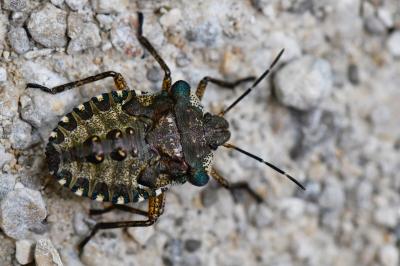 <i>Pentatoma rufipes</i>