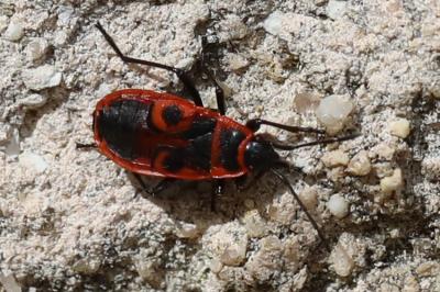 <i>Pyrrhocoris apterus</i>