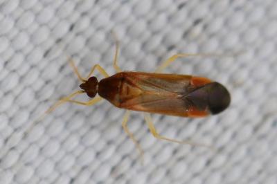<i>Phylus coryli</i>