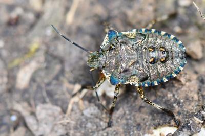 <i>Pentatoma rufipes</i>