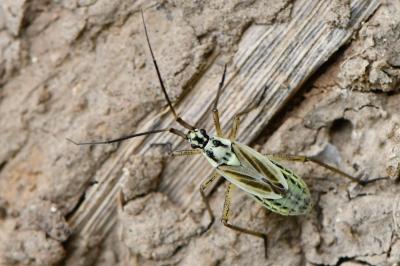 <i>Leptopterna dolabrata</i>