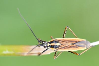 <i>Leptopterna dolabrata</i>