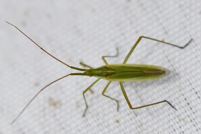 <i>Megaloceroea recticornis</i>