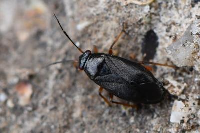 <i>Heterocordylus erythropthalmus</i>