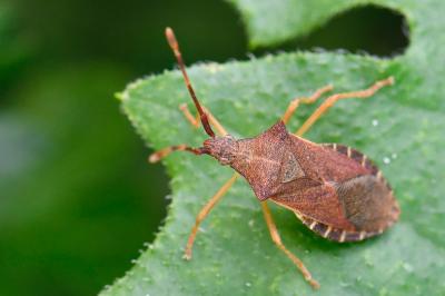 <i>Gonocerus acuteangulatus</i>