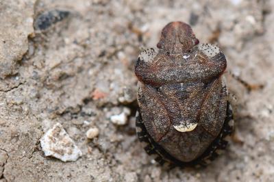 <i>Dyroderes umbraculatus</i>