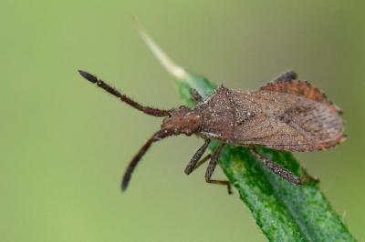 <i>Coriomeris denticulatus</i>