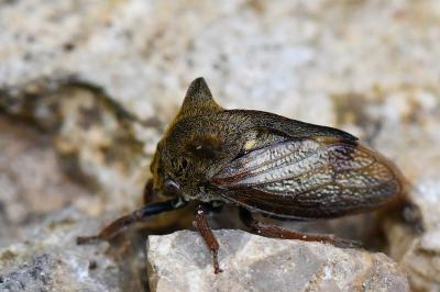 <i>Centrotus cornutus</i>