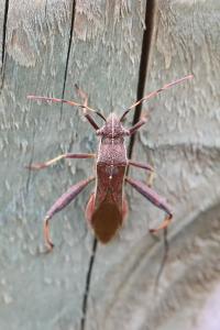 <i>Camptopus lateralis</i>