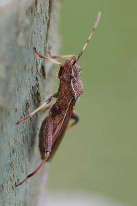 <i>Camptopus lateralis</i>