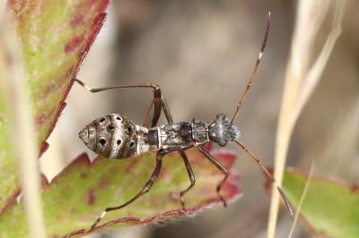 <i>Camptopus lateralis</i>
