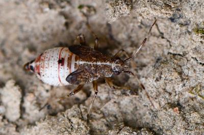 <i>Deraeocoris flavilinea</i>