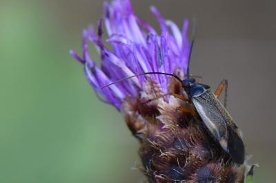 <i>Adelphocoris seticornis</i>
