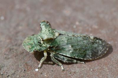 <i>Ledra aurita</i>