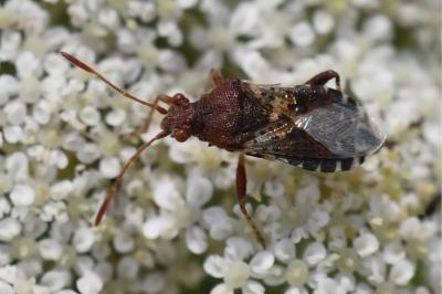 <i>Rhopalus subrufus</i>