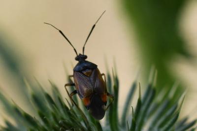 <i>Deraeocoris ruber</i>