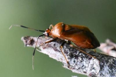 <i>Deraeocoris ruber</i>